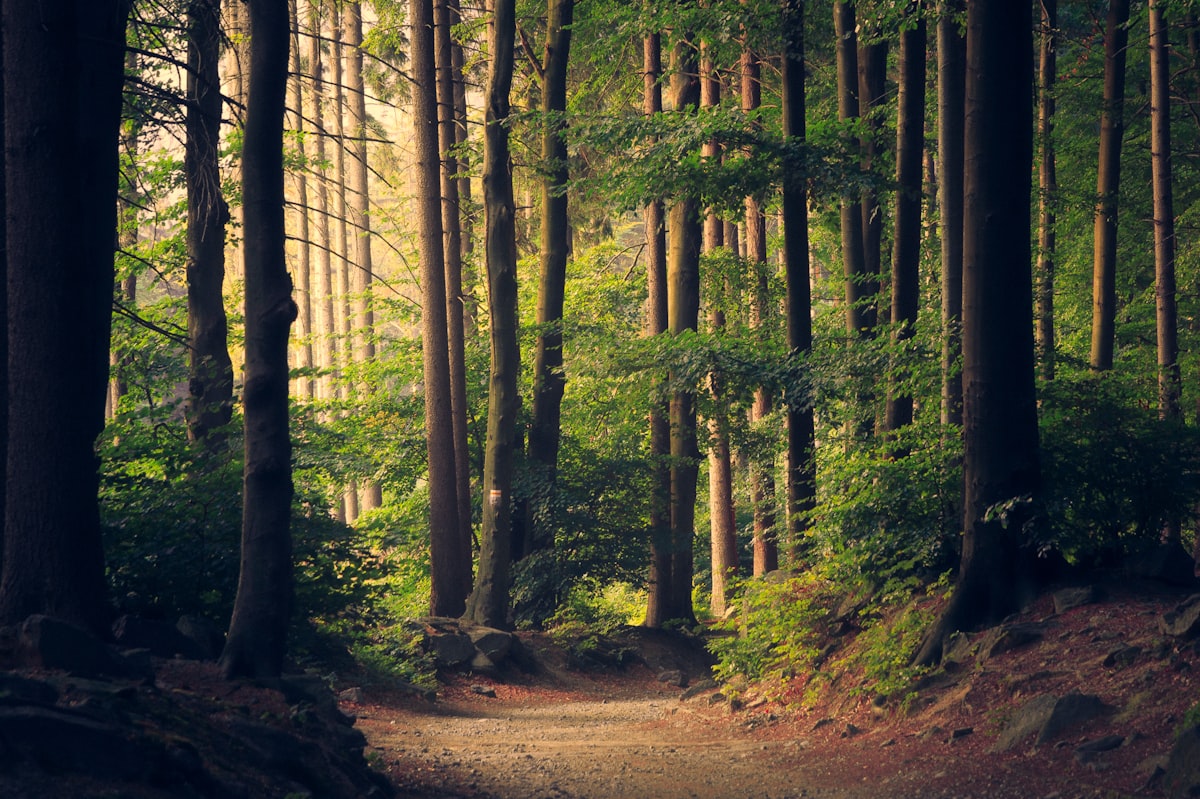 Ancient forest light — place of return