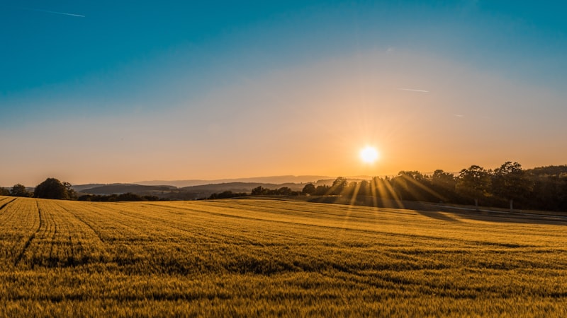 Open meadow
